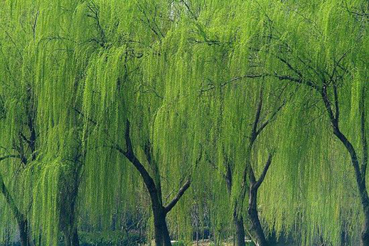 道路景觀——觀桿植物