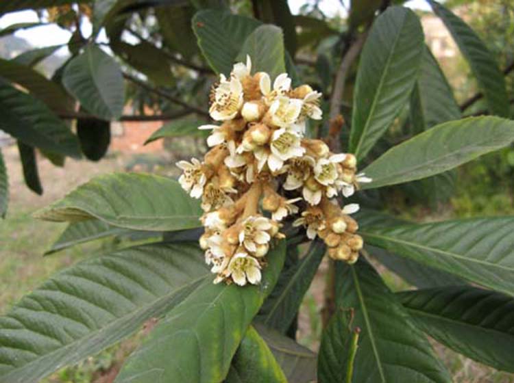 別墅園林-冬季觀花植物