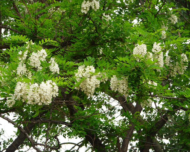 夏季觀花植物