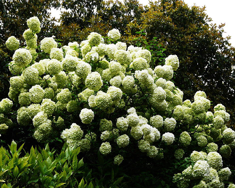 園林綠化-春季觀花植物