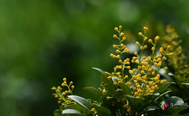 私家花園植物如何配置方法及家庭養花技巧？