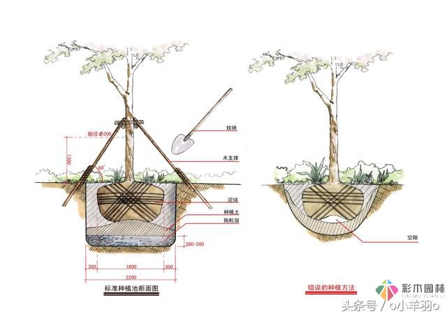 園林景觀工程之亞喬木及灌木種植技術及要點