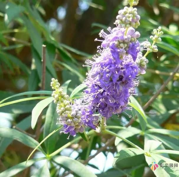 重慶72種常見私家花園綠化植物有哪些？