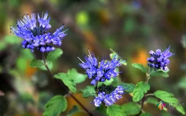 重慶72種常見私家花園綠化植物有哪些？