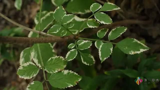 重慶72種常見私家花園綠化植物有哪些？