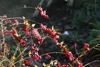 重慶72種常見私家花園綠化植物有哪些？