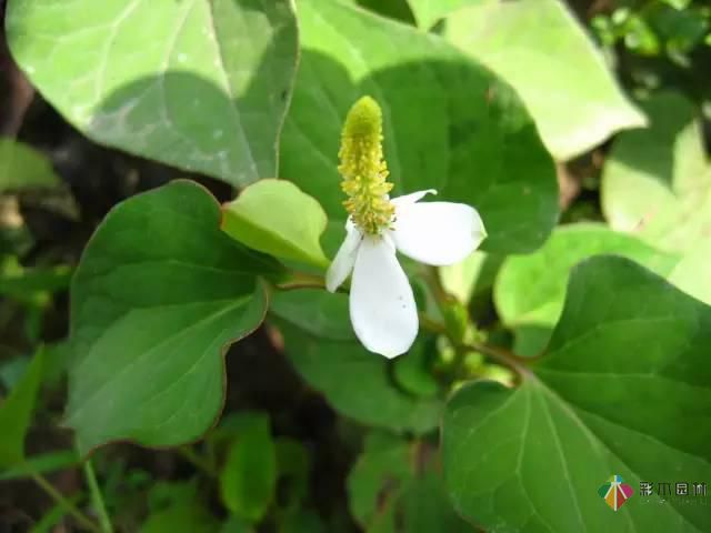 重慶72種常見私家花園綠化植物有哪些？