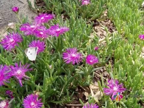 重慶72種常見私家花園綠化植物有哪些？