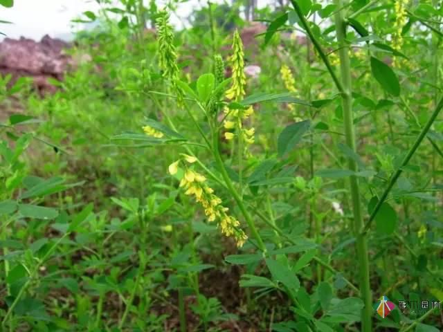 重慶72種常見私家花園綠化植物有哪些？