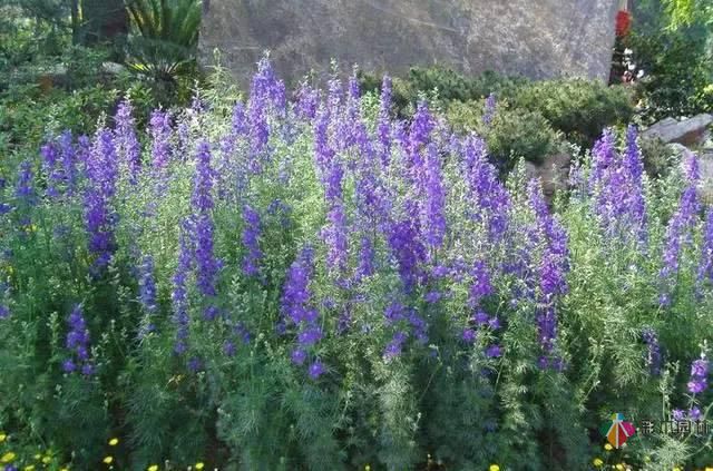 重慶72種常見私家花園綠化植物有哪些？