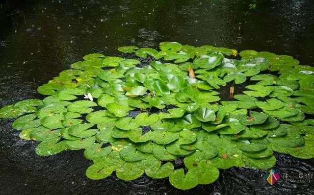 這樣的私家花園設計生活才接地氣