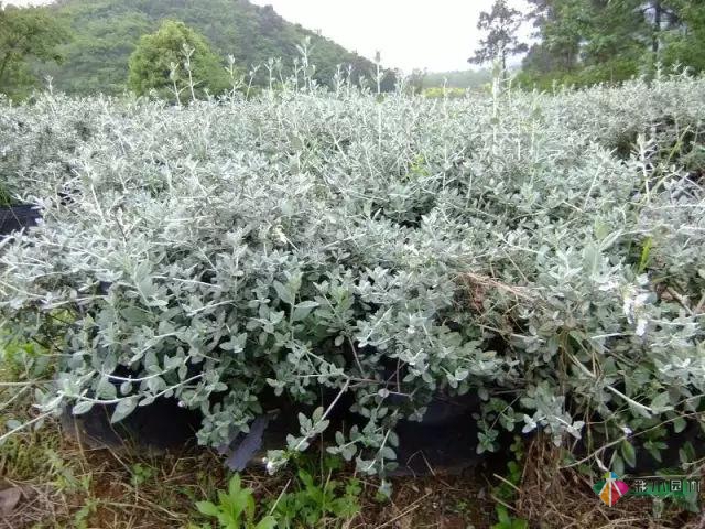 庭院花境園藝設計和植物搭配需要哪些要求？