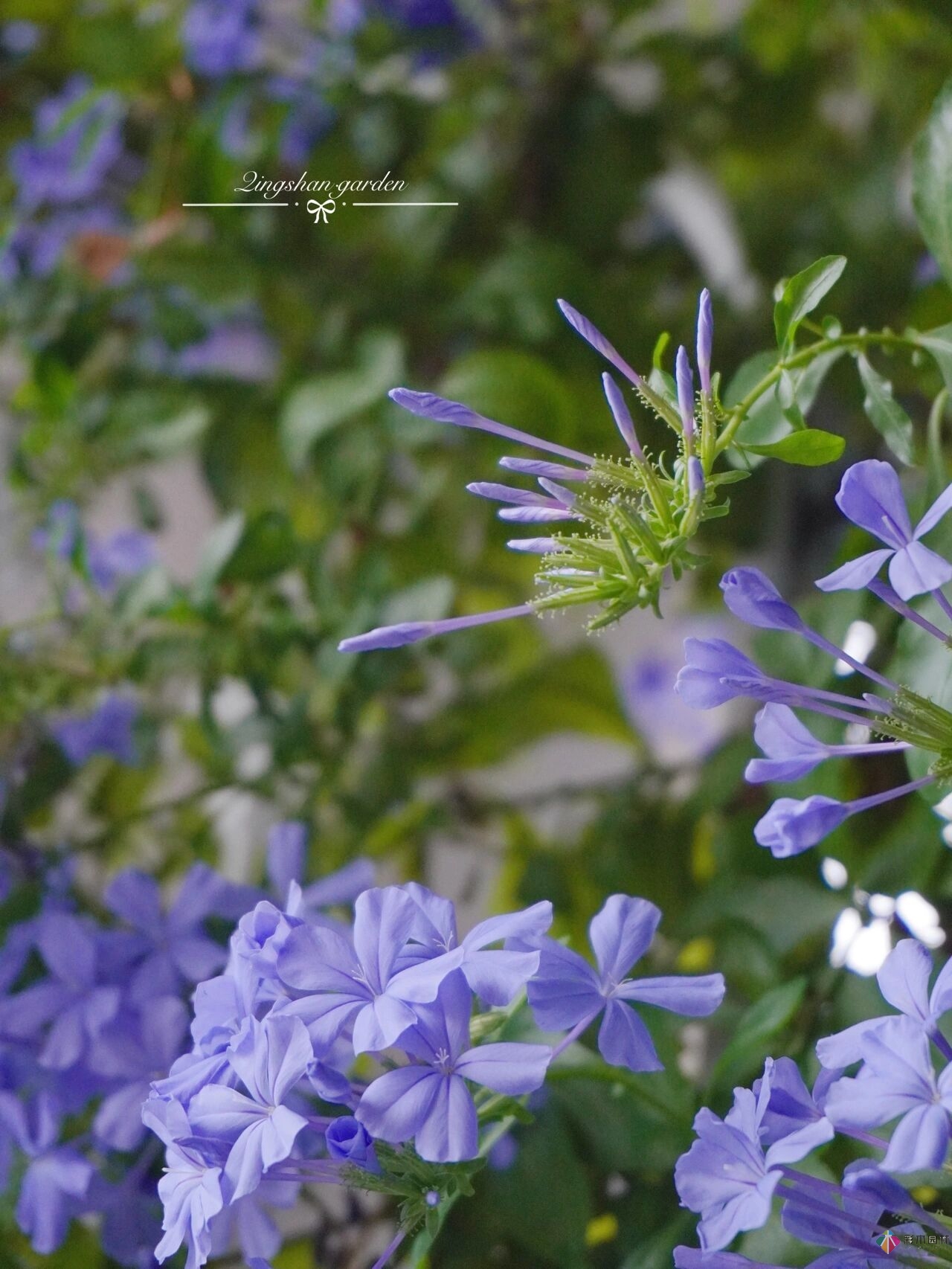 4㎡陽臺花園改造，輕松打造背景花墻，享受種花樂趣。