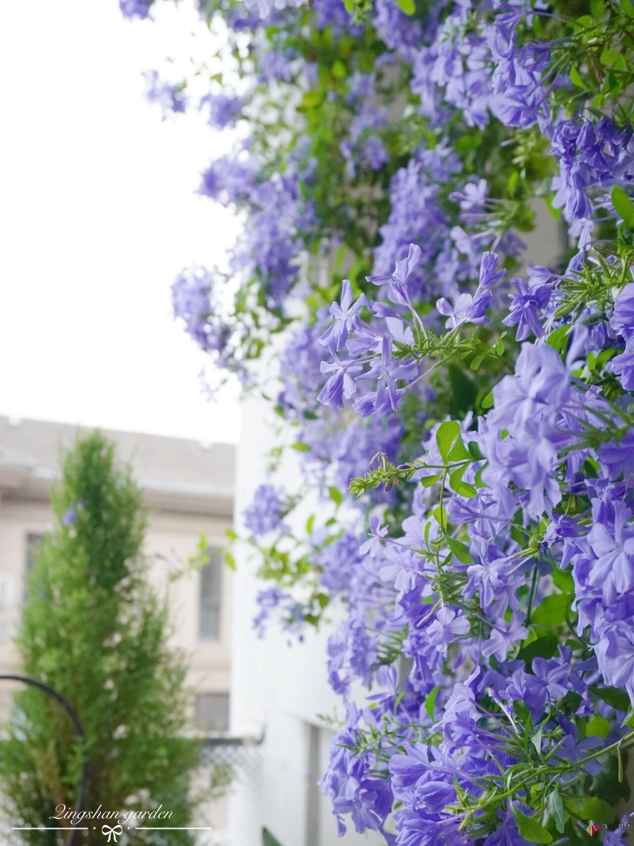 4㎡陽臺花園改造，輕松打造背景花墻，享受種花樂趣。