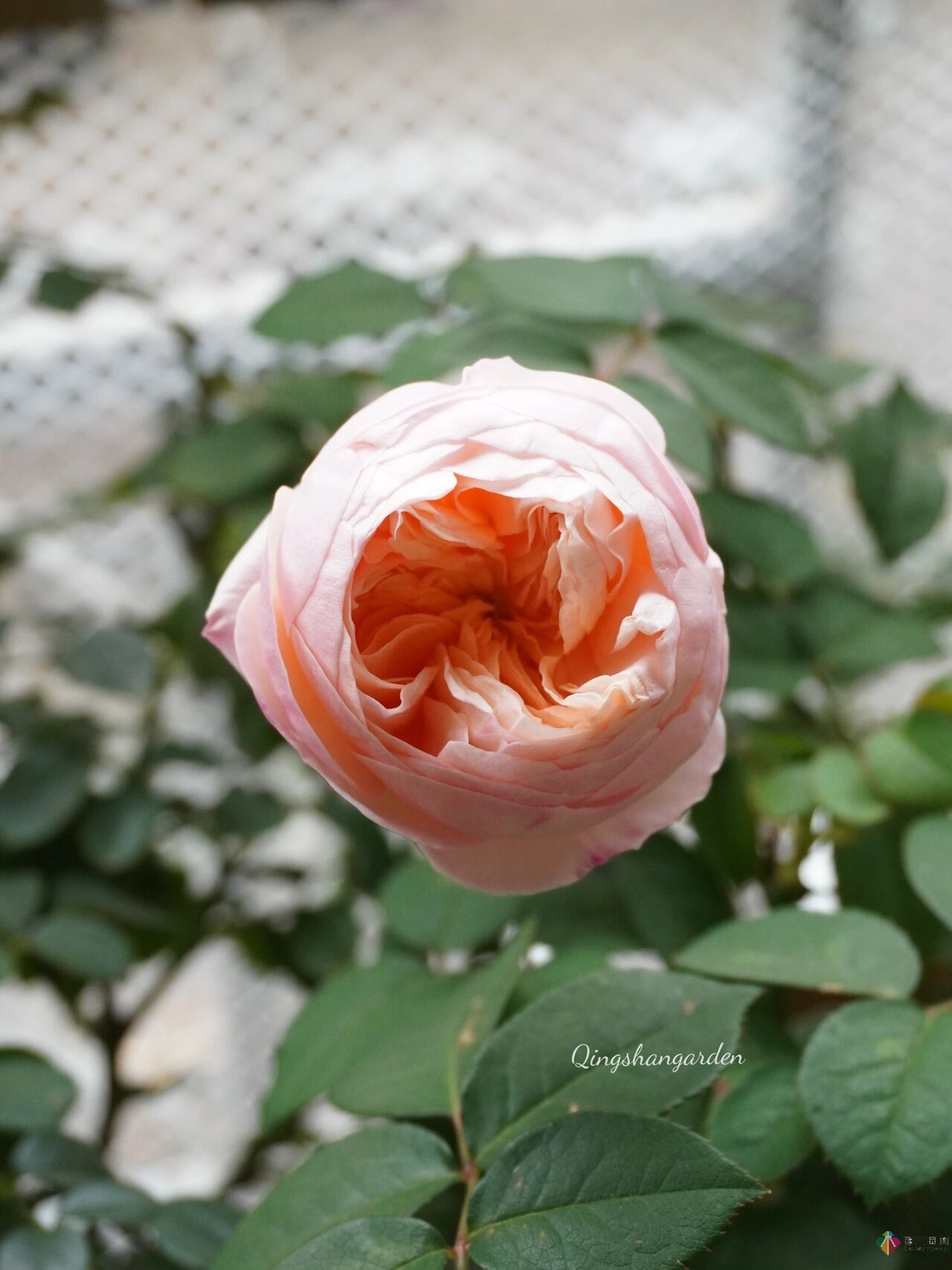 4㎡陽臺花園改造，輕松打造背景花墻，享受種花樂趣。