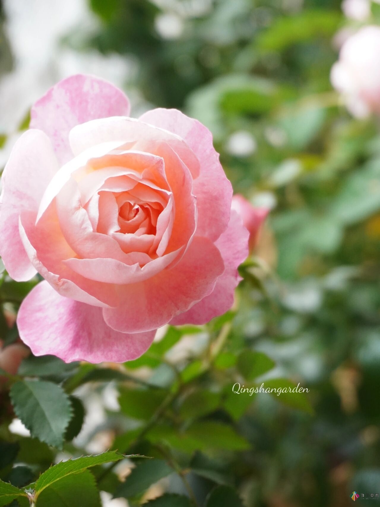 4㎡陽臺花園改造，輕松打造背景花墻，享受種花樂趣。