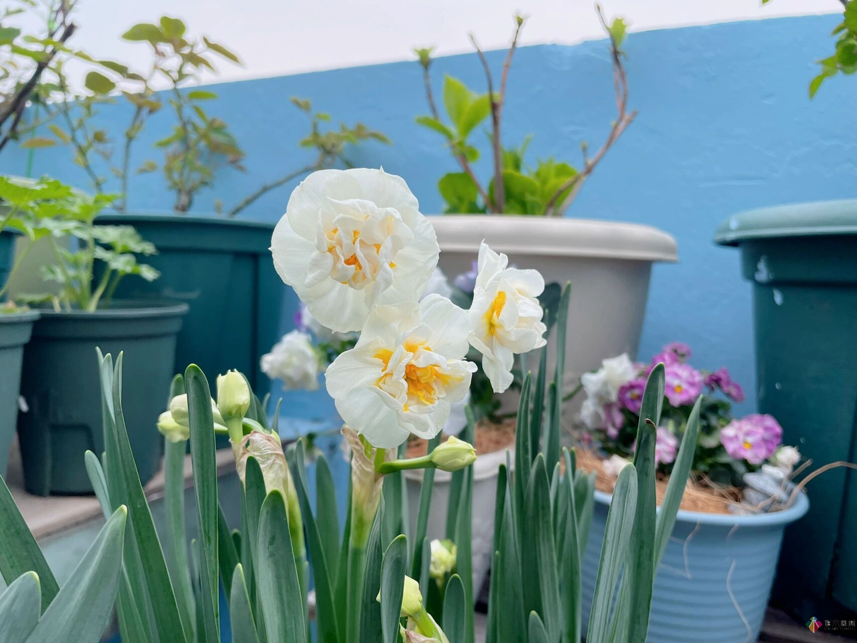 30㎡復(fù)式露臺，種花種草打造“sky 花園”，折騰了一年多，