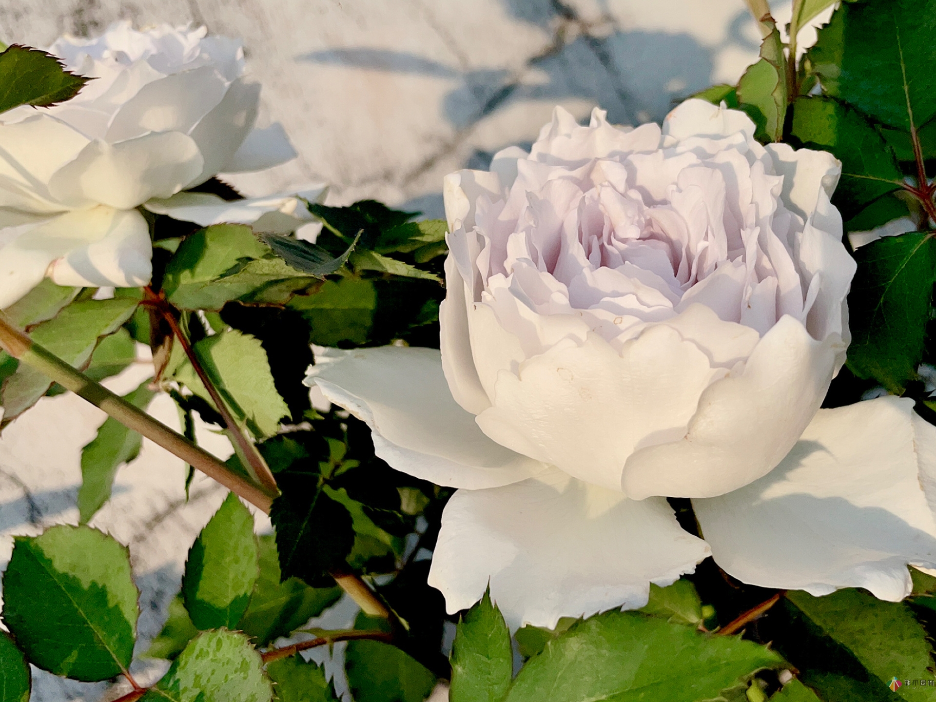 30㎡復(fù)式露臺，種花種草打造“sky 花園”，折騰了一年多，