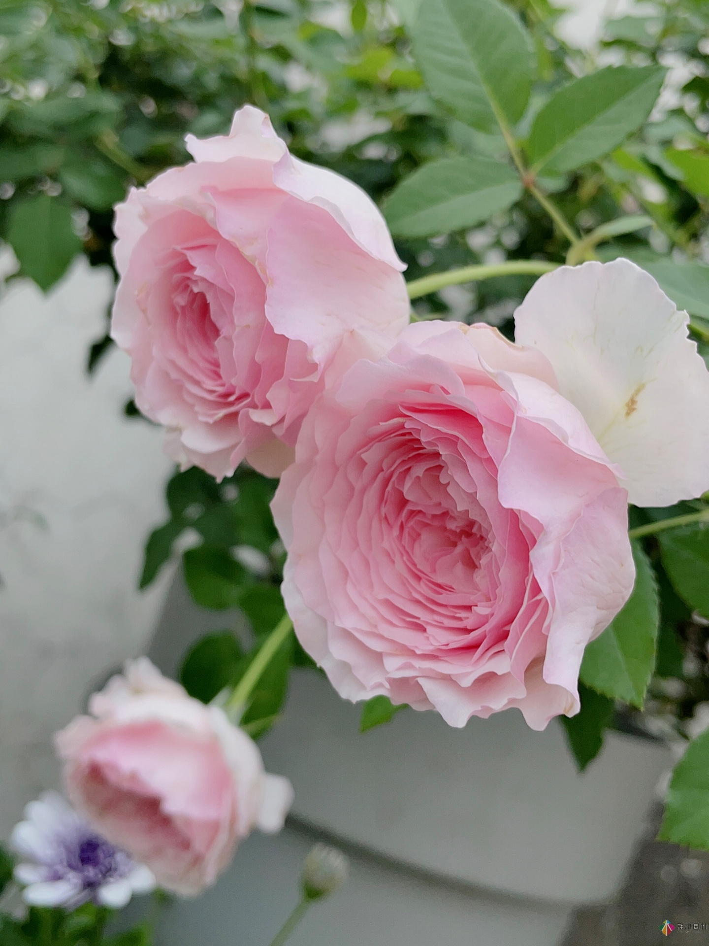 30㎡復(fù)式露臺，種花種草打造“sky 花園”，折騰了一年多，