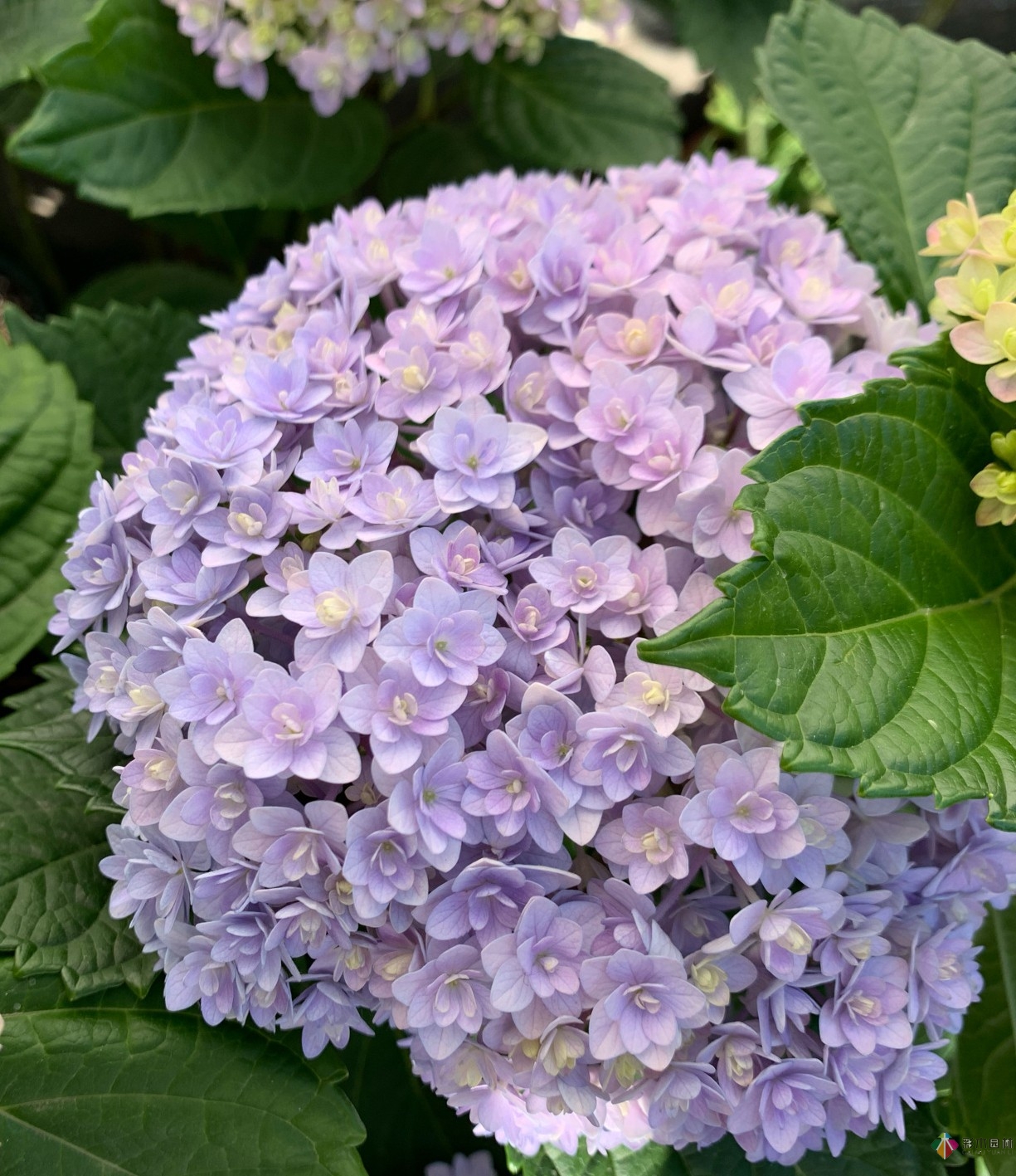 30㎡復(fù)式露臺，種花種草打造“sky 花園”，折騰了一年多，