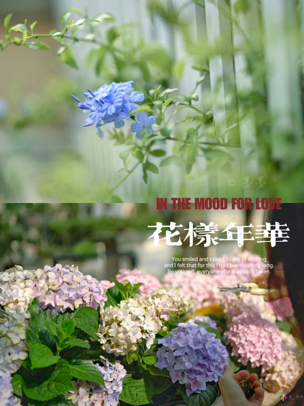 DIY園藝:自建設計100㎡花園。花不了多少錢，卻很有成就感。