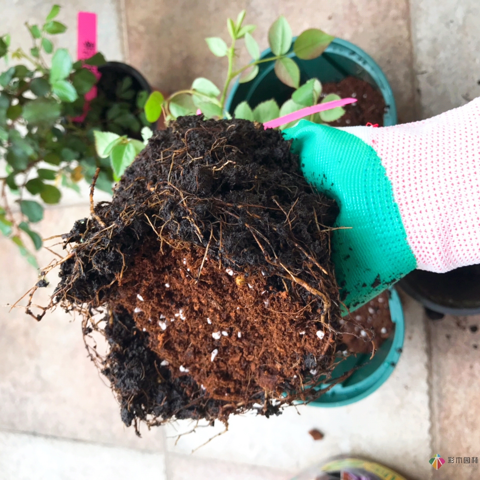 DIY園藝:自建設計100㎡花園。花不了多少錢，卻很有成就感。