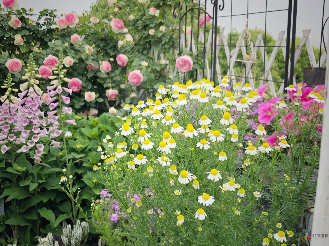 花了4年時間搭建了13㎡的屋頂露臺花園，每個角落都美如畫