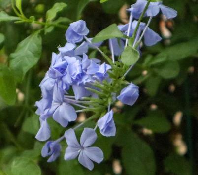 別墅花園設計里藍雪花怎么爆盆