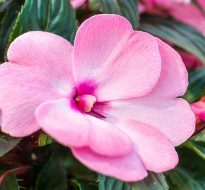 夏季別墅庭院設計如何養護鳳仙花